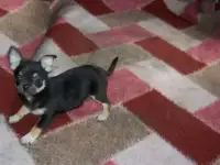 Чихуахуа