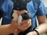 Девочка чихуахуа