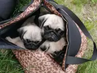 Мопсики
