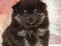 Щенки шпица, фотография 2