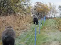 Комплект OLLI для Медведей 100м