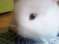 декоративня милота