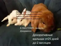 кролики карликовые