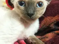 Котята Девон рекс., фотография 7
