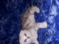 Шотландские котята из питомника, фотография 3