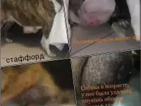 Ветеринарный врач на дому, фотография 3