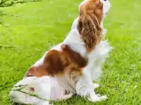 Кинг чарльз спаниель щеночки мальчики, фотография 7