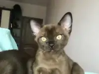 Продам Бурманские котята, фотография 2