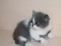 Шотландские котята. Резерв., фотография 5