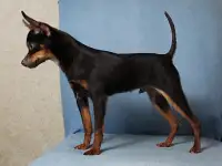 Мини тойчик мальчик, фотография 2
