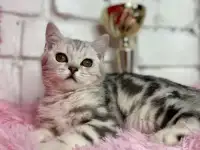 Британские котята, фотография 3