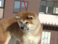 Акита японская