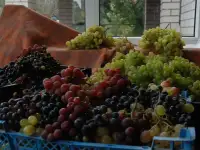 Саженцы сладкого винограда ранних сроков созревания для Среднего Поволжья, фотография 9