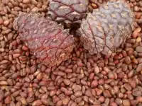 Продам орех кедровый