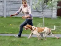 Щенки итальянский бракк, фотография 6