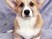 Вельш корги пемброк щенки, фотография 2