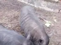 вьетнамские свиньи