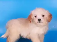 мальтипу Ф1 щенки   девочки мини, фотография 6