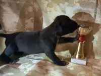 Щенки АСТ, фотография 5
