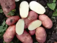 Картошка
