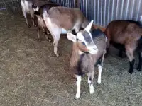 Альпийская коза