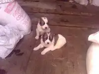 продам щенков алабая