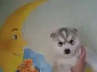 Щенок