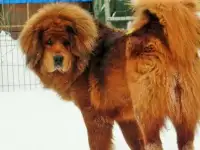 Тибетского мастифа щенки, фотография 7