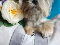 Подрощенная курносая девочка Shorkie, фотография 2