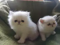 Продаются котята
