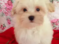 Болоночка  малыш