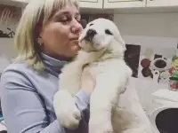 Щенки среднеазиатской овчарки, фотография 2