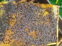 продажа пчелопакетов
