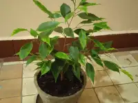 Продам фикус Бенджамина Пестролистый