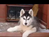 Лучшие из лучших!