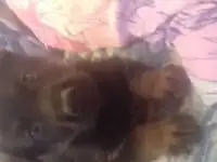 Щенота немецкой овчарки