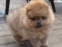 Девица Красавица