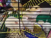 Сирийские хомячки 1 месяц., фотография 2