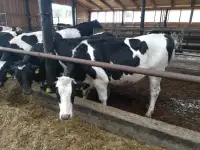 Нетели племенные голштинской породы., фотография 3