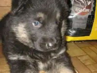 Щенки  вео