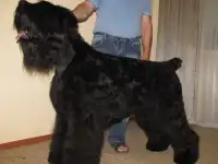 Стрижка собак мелких и крупных пород.