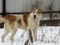 Кобель для вязки
