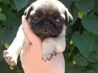 Щенок мопса