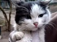 Котик мышелов бесплатно в добрые руки, фотография 4