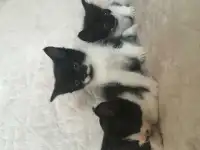 Котята в добрые руки, фотография 2