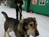 Найдена собака