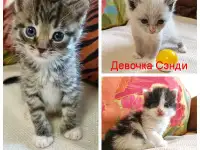 Крошечки-котята, мальчик и девочки ищут дом