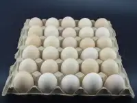 Линия по производству упаковки для яиц, фотография 2