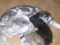 Продаются шотландские котятки, фотография 3
