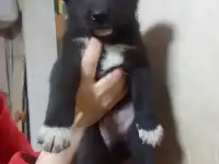 Щенки